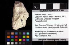 Foto (Objket + Etiketten) von Discutiolira moesica (Muţiu & Bădăluţă, 1971) 